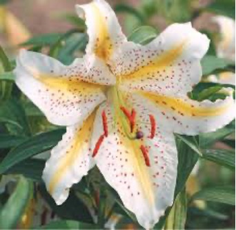 Lilium auratum