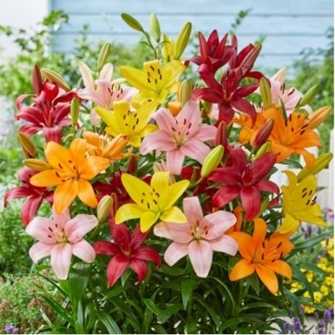 Lilium bulbiferum