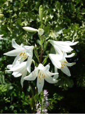 Lilium candidum