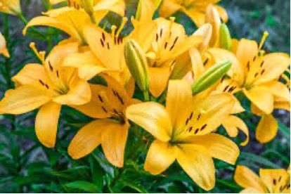Lilium longiflorum