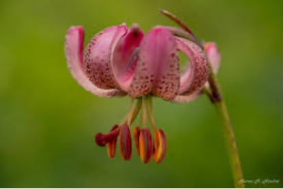 Lilium martagon