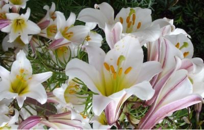 Lilium regale