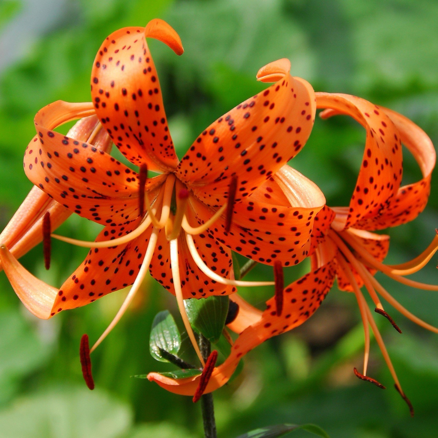 Lilium tigrinum